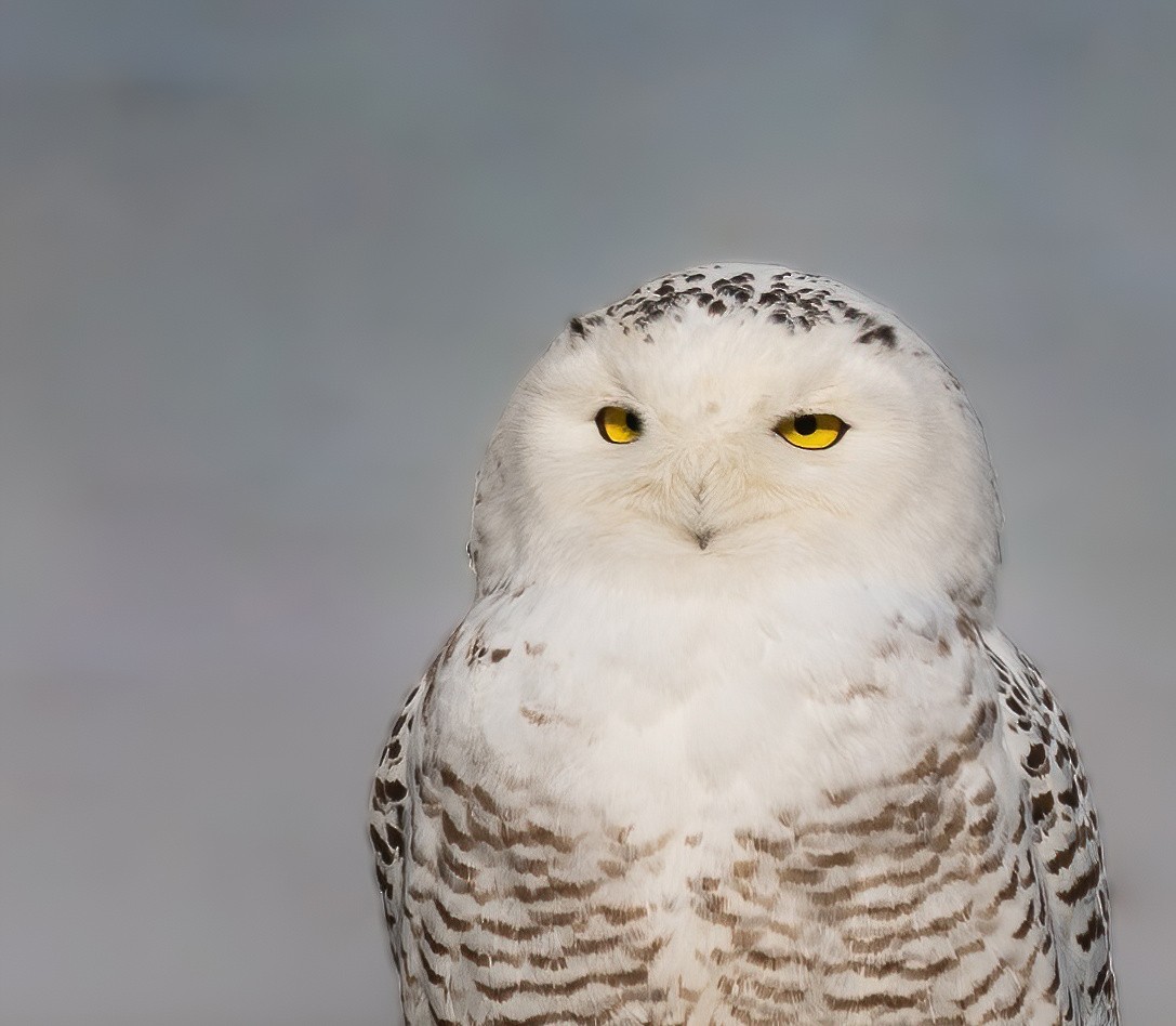 Snowy Owl - Josh Cooper