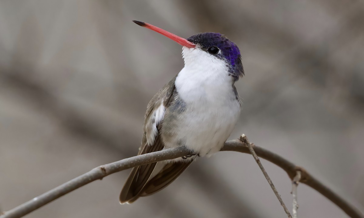 Violet-crowned Hummingbird - ML413154011