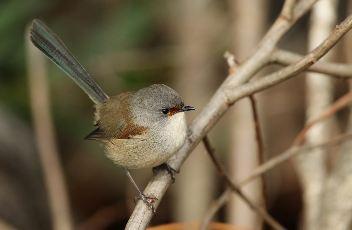 Red-winged Fairywren - Anonymous
