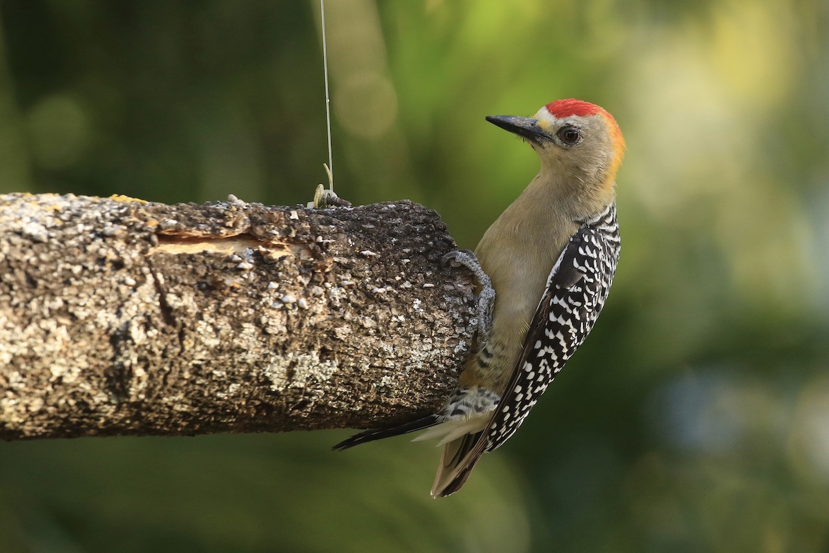 Hoffmann's Woodpecker - Michele Swartout