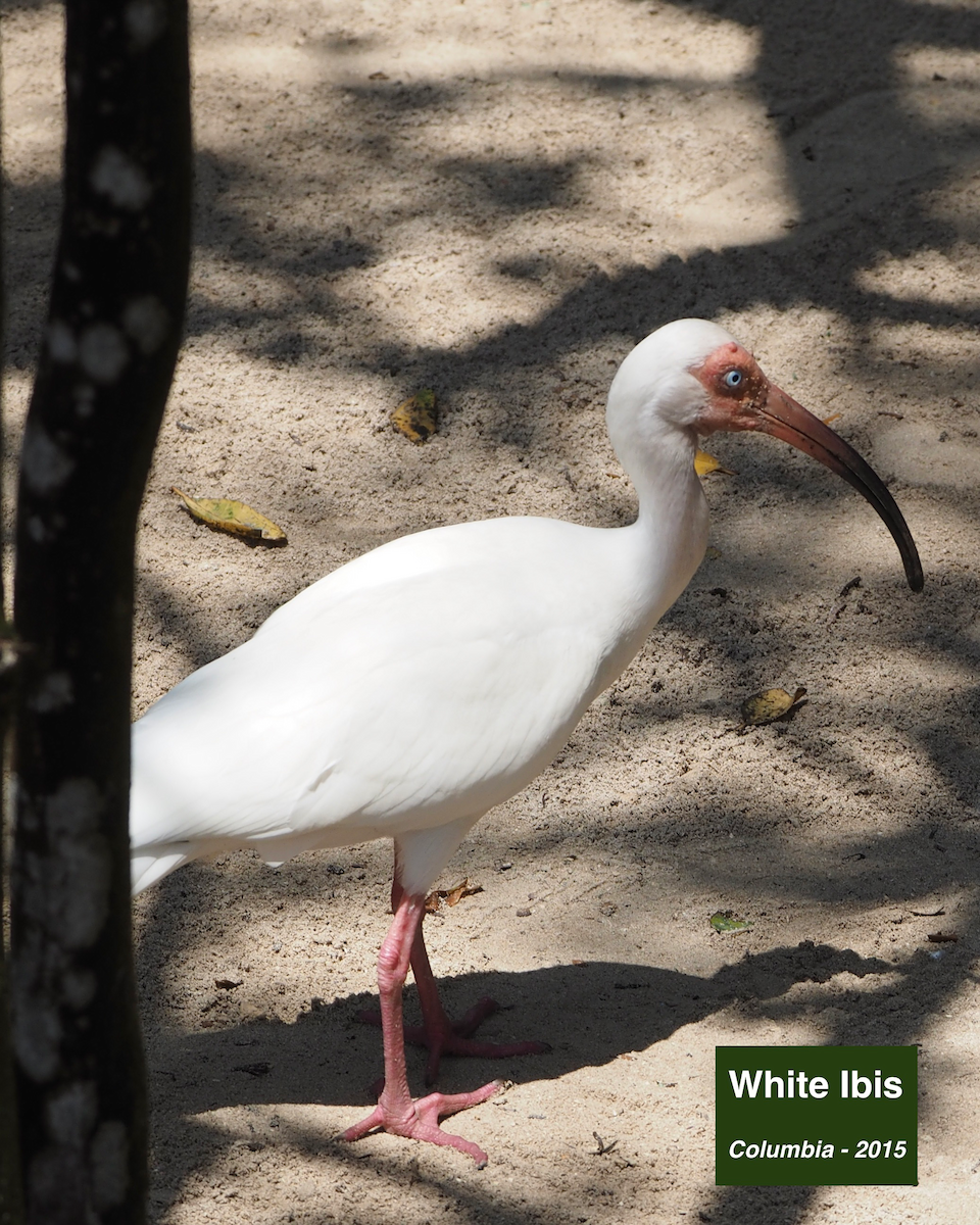 Ibis blanc - ML413160111