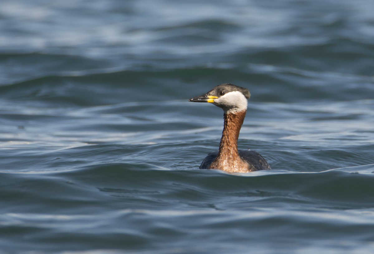 Red-necked Grebe - ML413167041