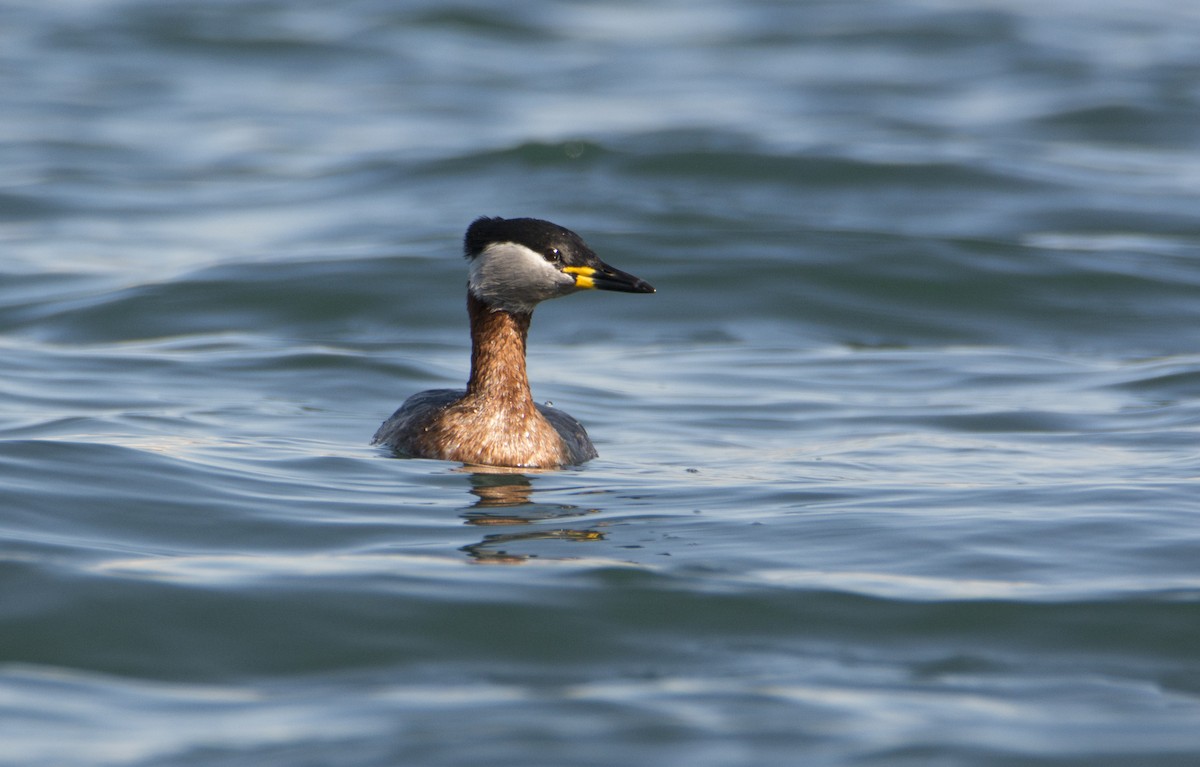 Red-necked Grebe - ML413167311