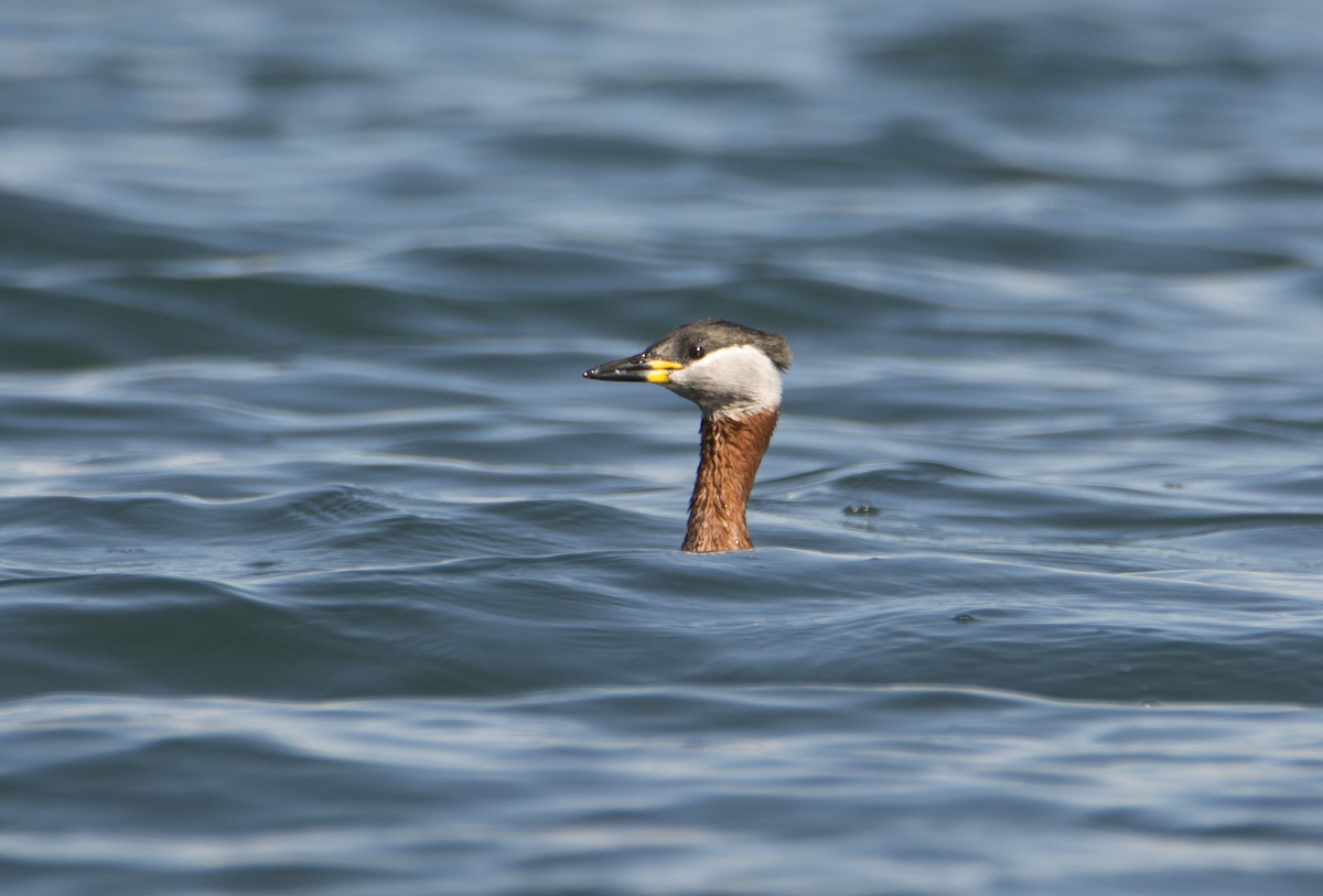 Red-necked Grebe - ML413167351