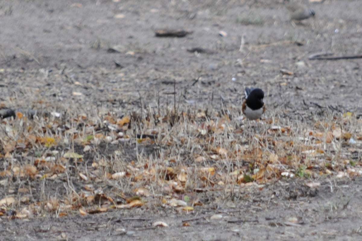 Spotted Towhee - ML41316931
