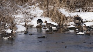 Greater White-fronted Goose, ML413171841