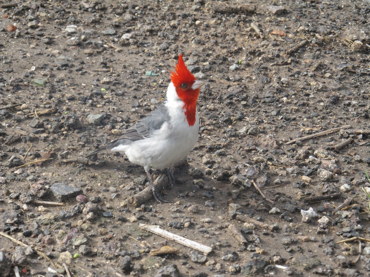 Red-crested Cardinal - Juan Manuel Zara