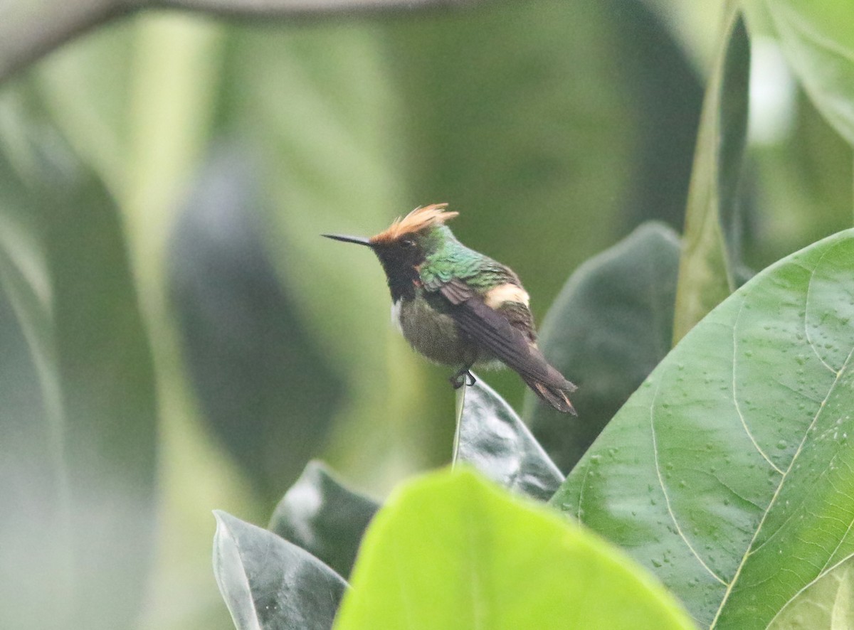 Short-crested Coquette - ML413186891