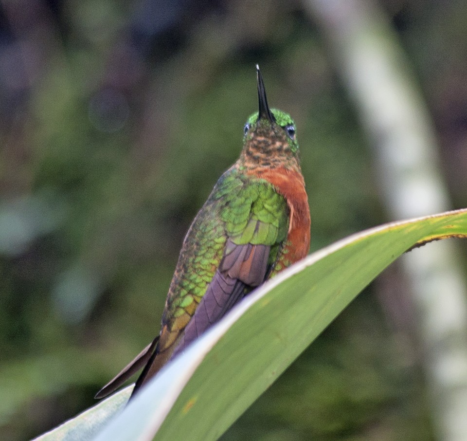 kolibřík peruánský - ML41318931
