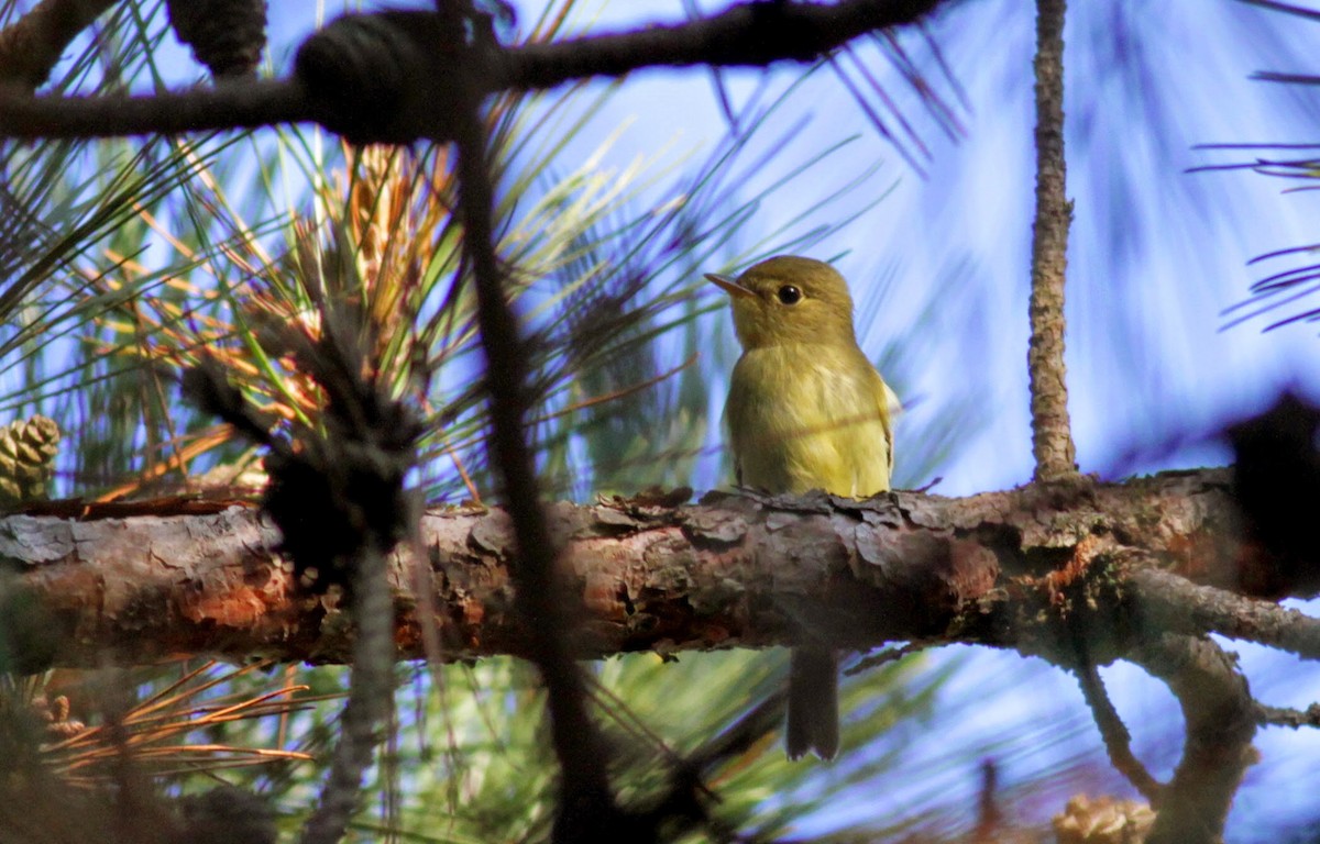 Yellow-bellied Flycatcher - Jay McGowan