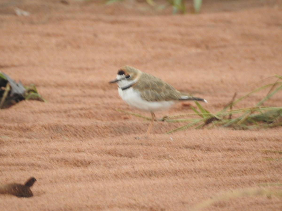 Collared Plover - ML413192811