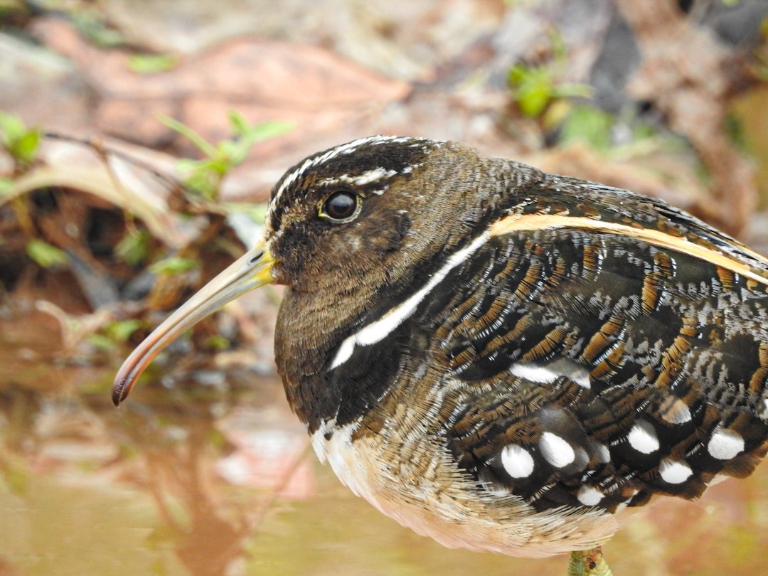 South American Painted-Snipe - ML413192971