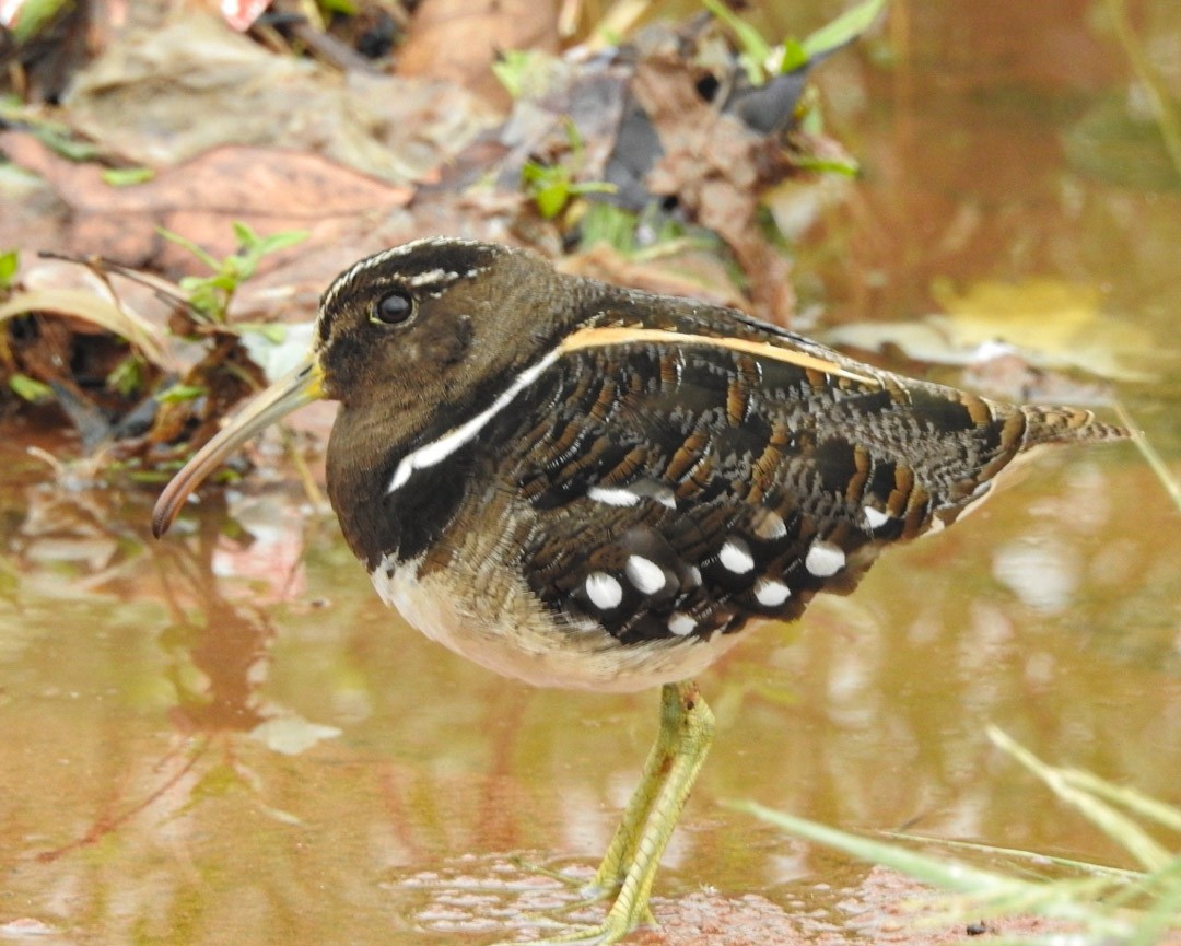 South American Painted-Snipe - Luis Doldán CON