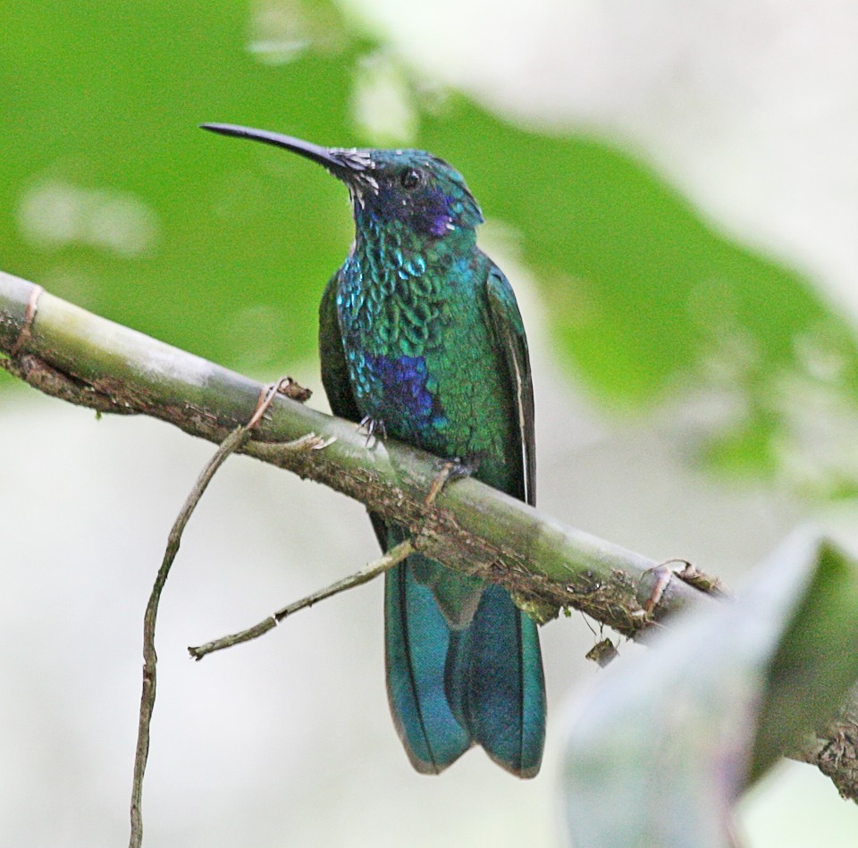 kolibřík modrolící - ML41319361