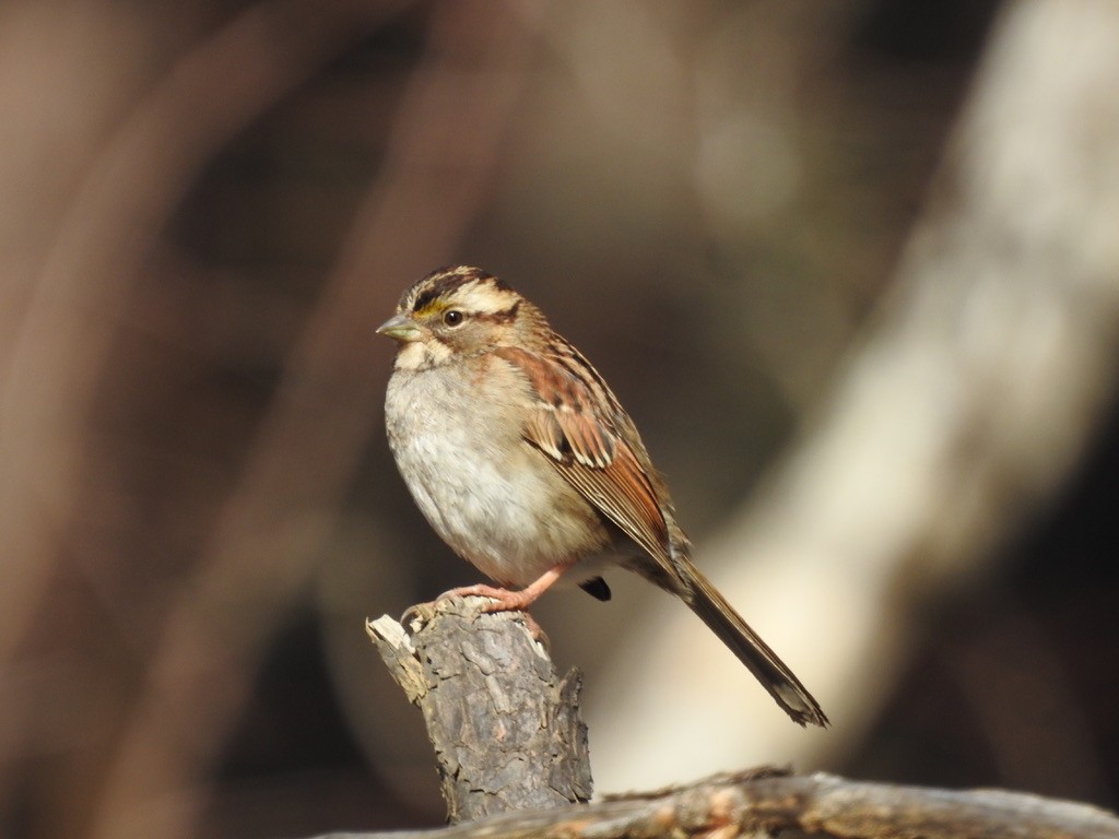 White-throated Sparrow - ML413198131