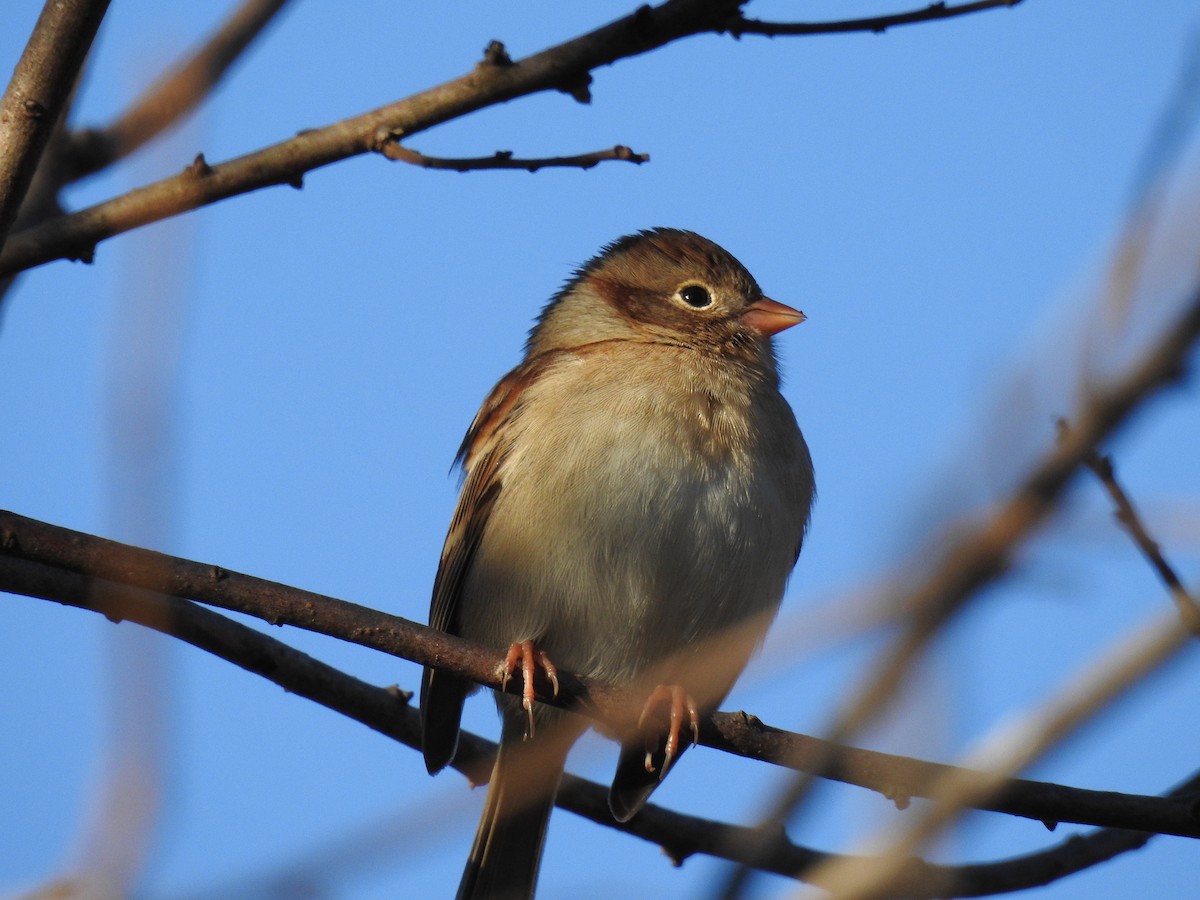Field Sparrow - ML41320311