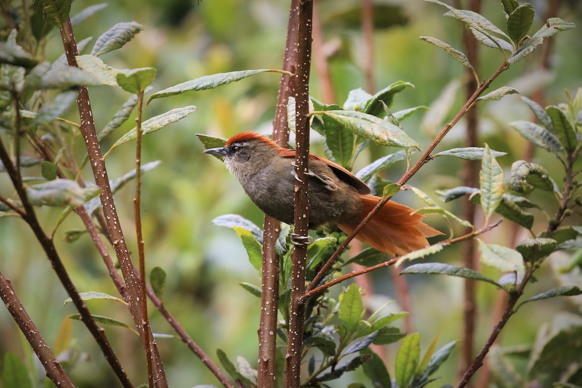 Marcapata Spinetail - ML413206751