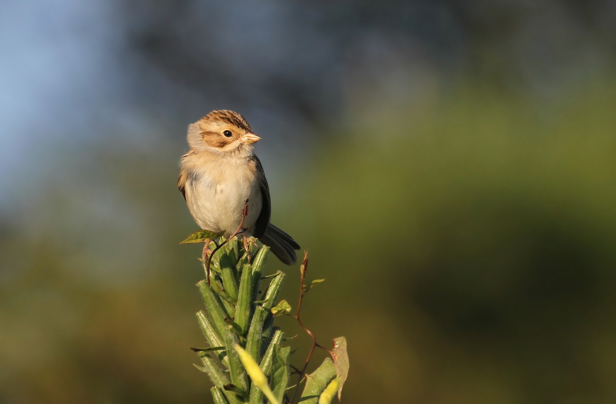 Clay-colored Sparrow - ML41320681