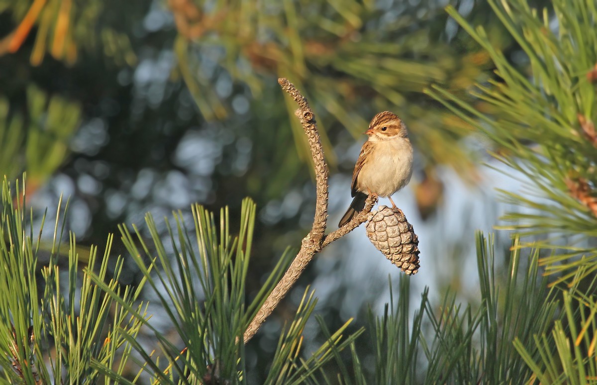 Clay-colored Sparrow - ML41320691
