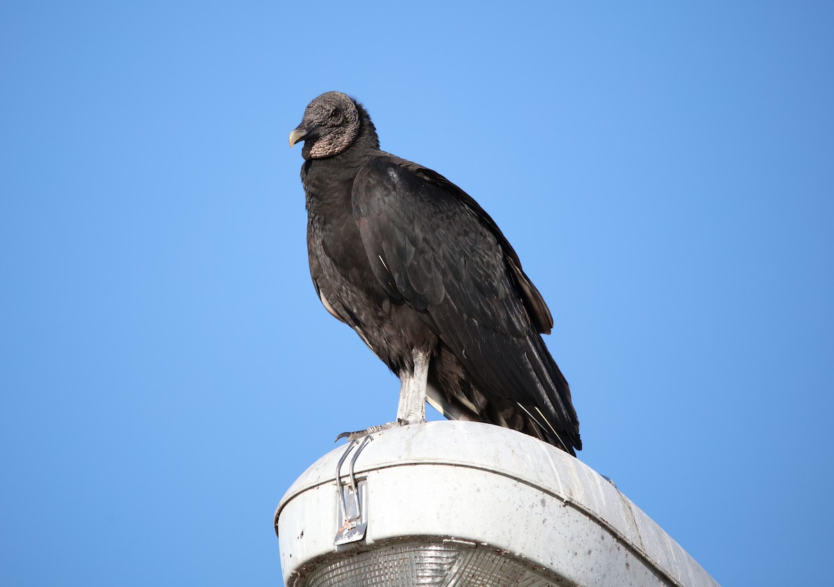 Black Vulture - ML413208851
