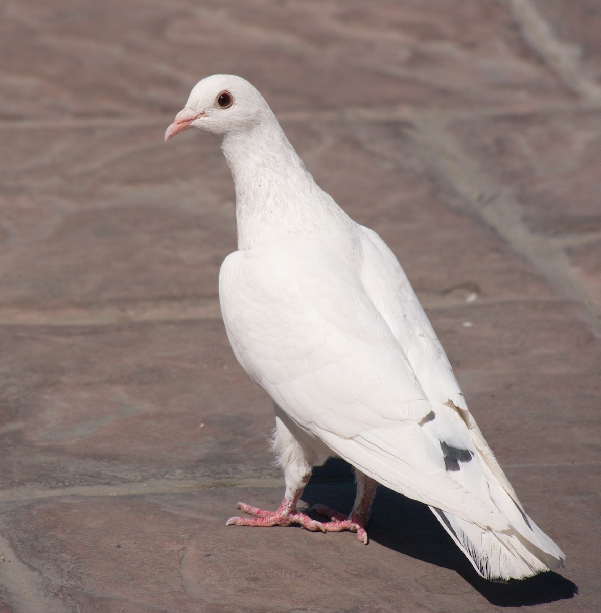 Rock Pigeon (Feral Pigeon) - BobMoose Moore