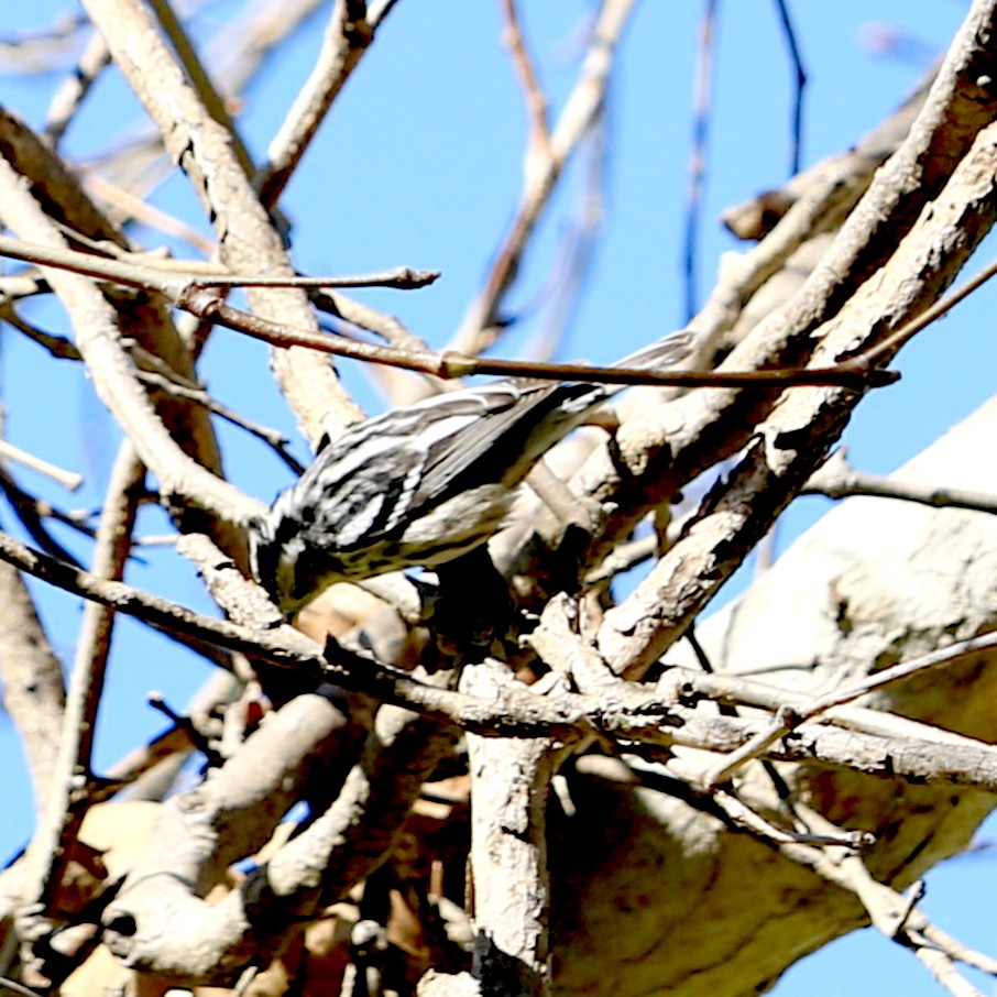 Black-and-white Warbler - ML413209641