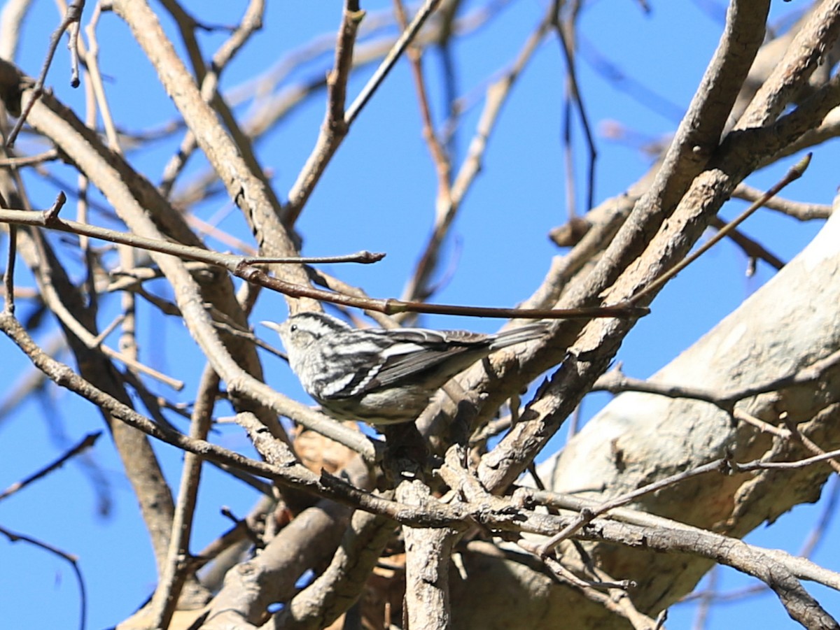 Black-and-white Warbler - ML413209711