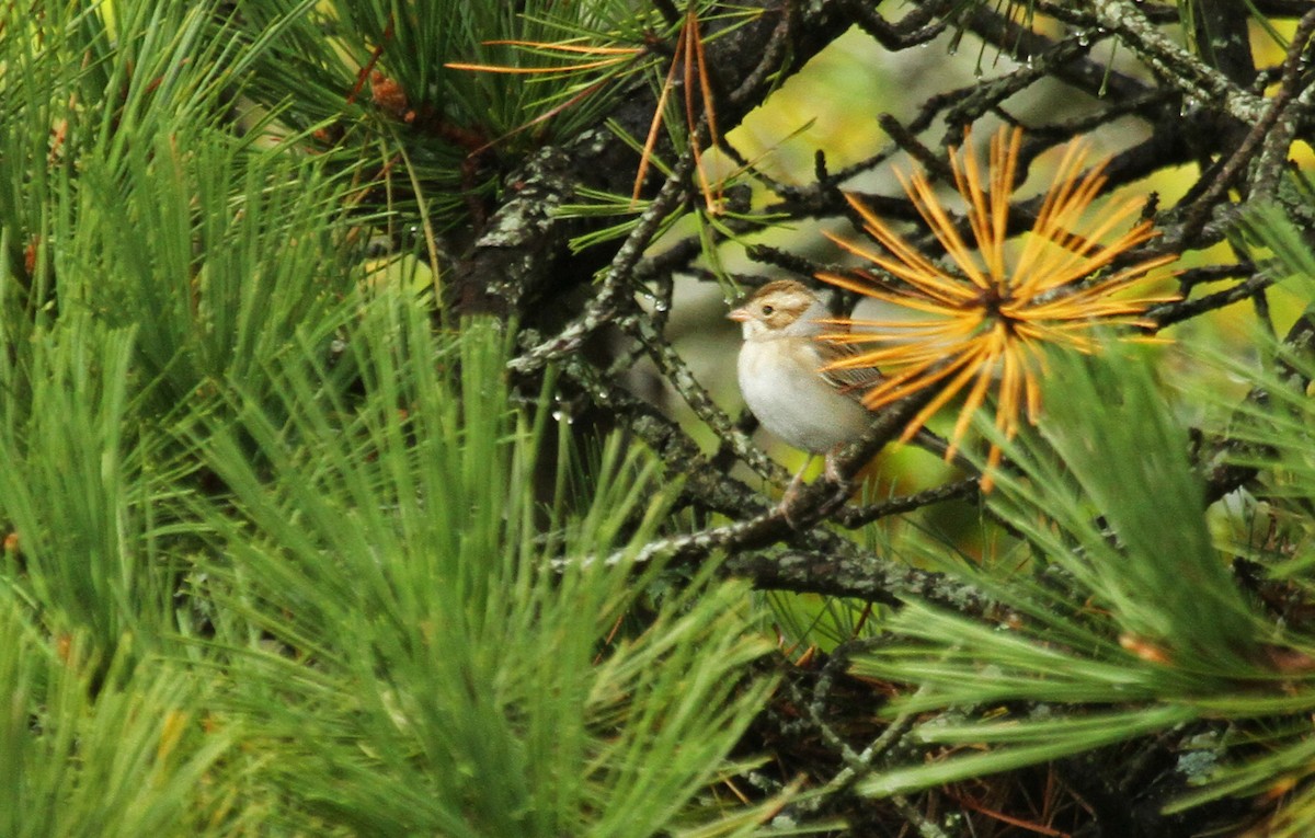 Clay-colored Sparrow - ML41321081