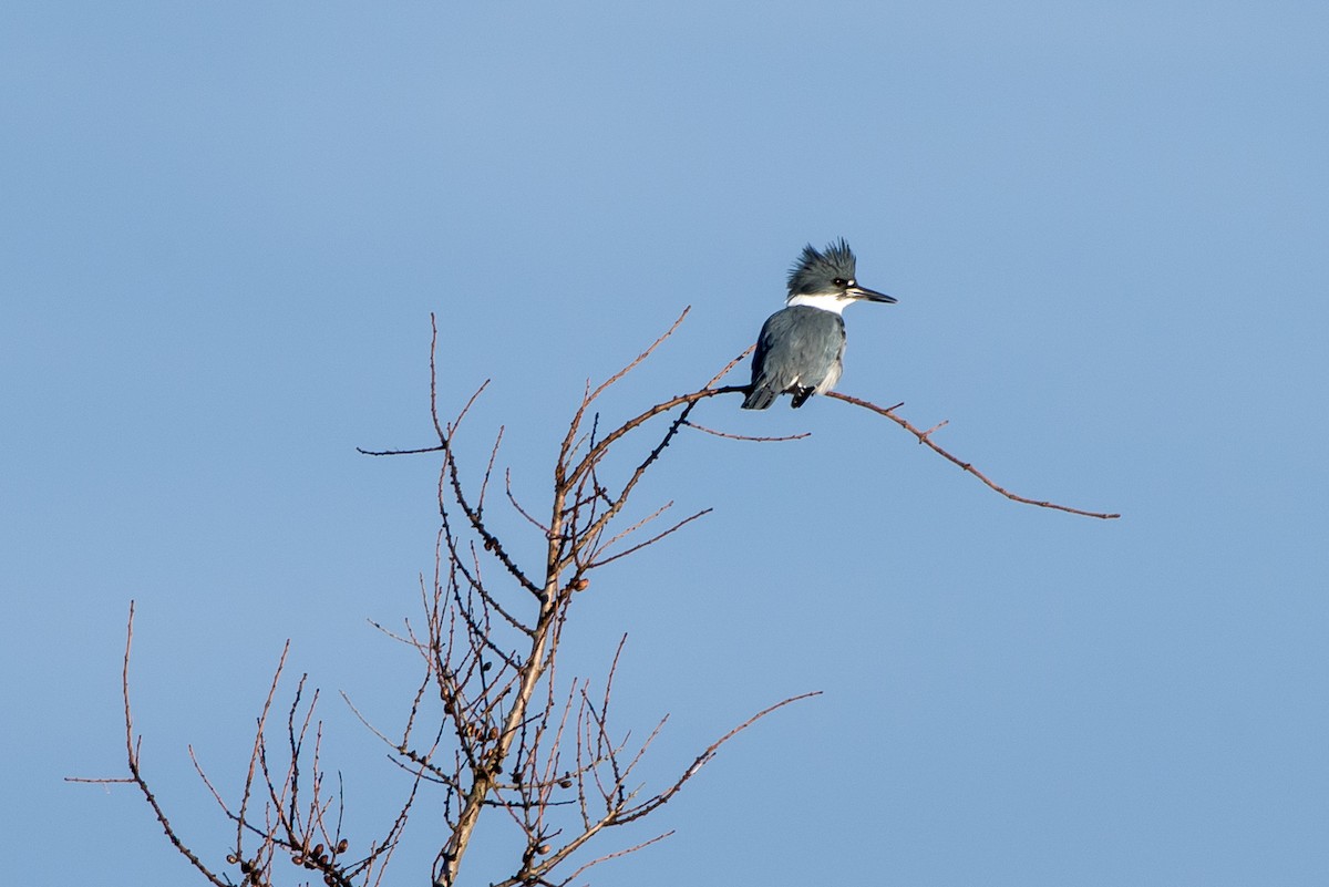 Belted Kingfisher - ML41321131