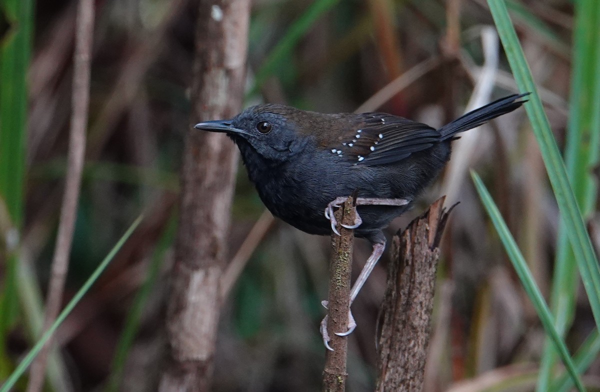 Black-throated Antbird - Paul Prior