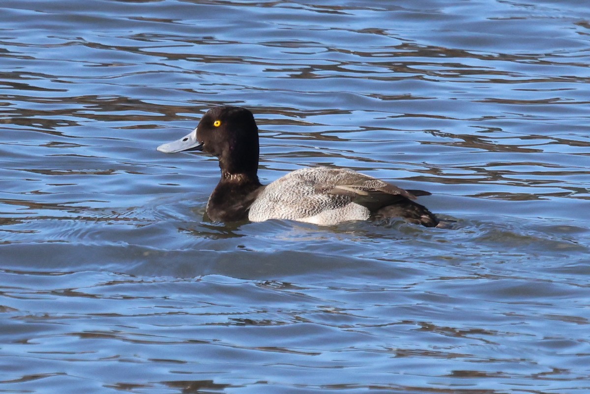 Lesser Scaup - Phil Kenny