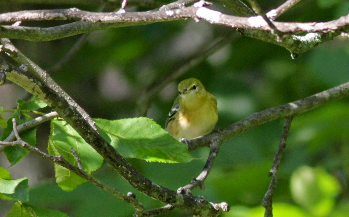 Bay-breasted Warbler - ML41321751