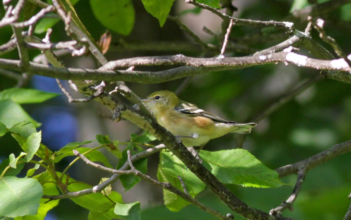 Bay-breasted Warbler - ML41321781