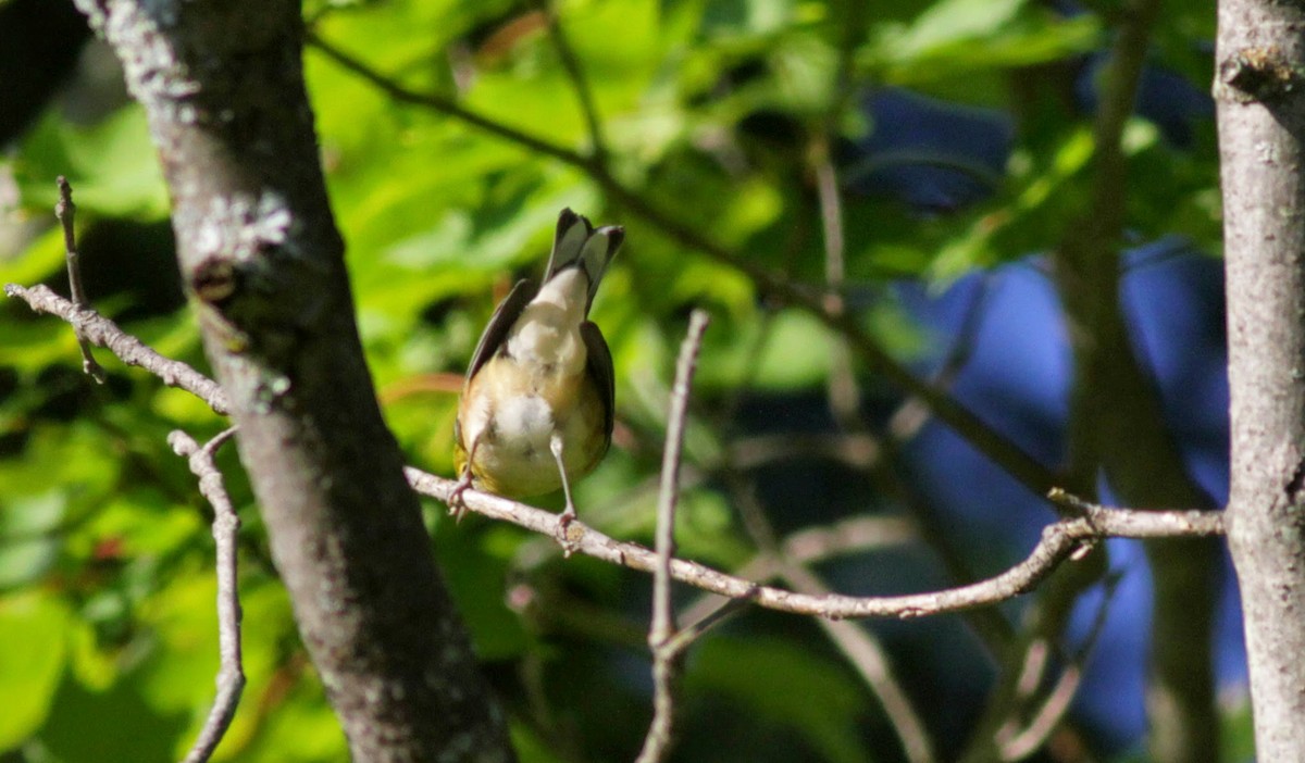 Bay-breasted Warbler - ML41321791