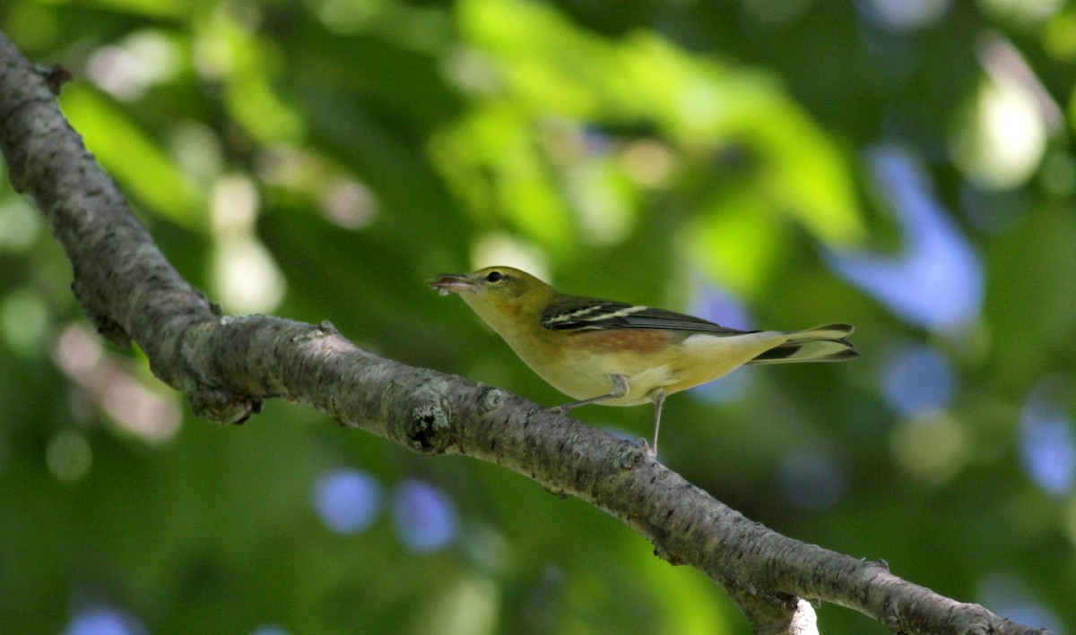 Bay-breasted Warbler - ML41321951
