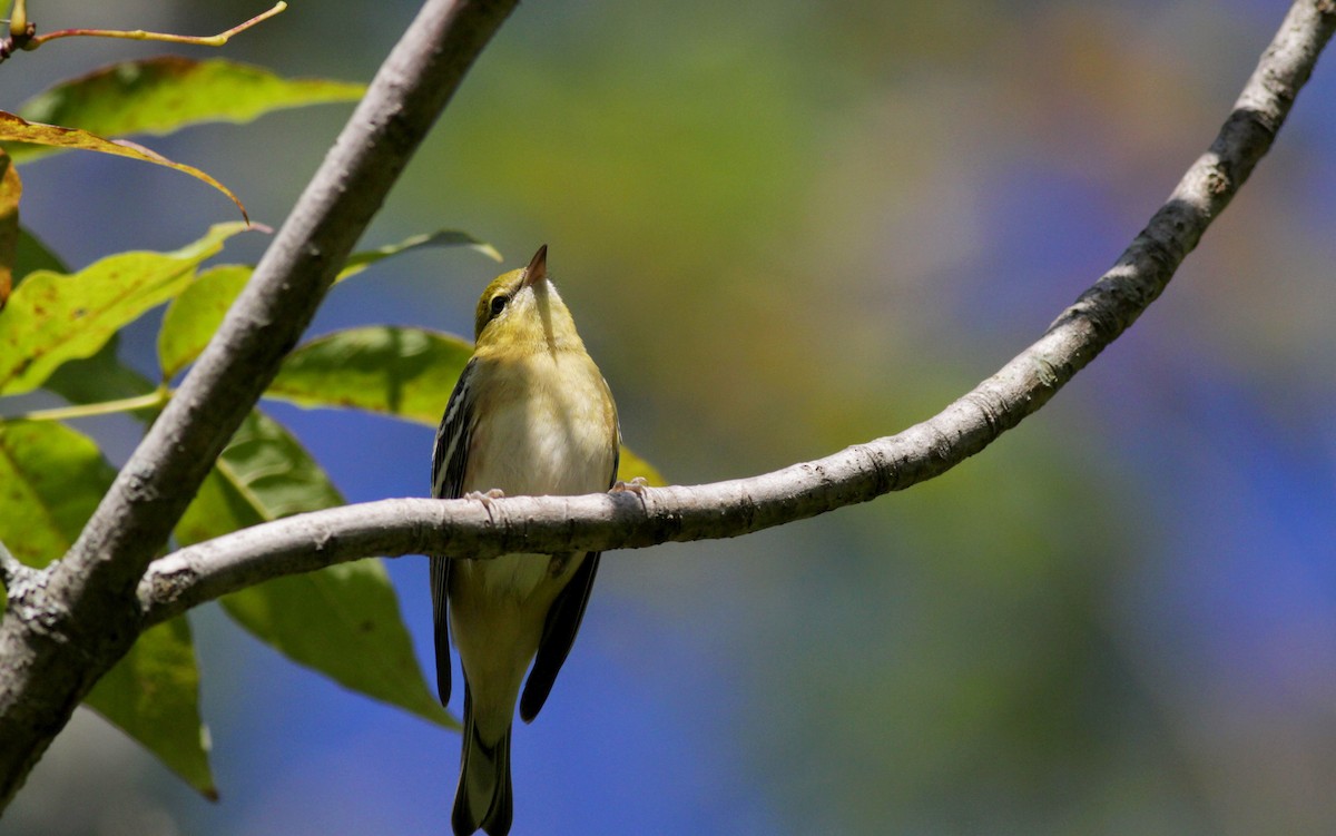 Bay-breasted Warbler - ML41321961