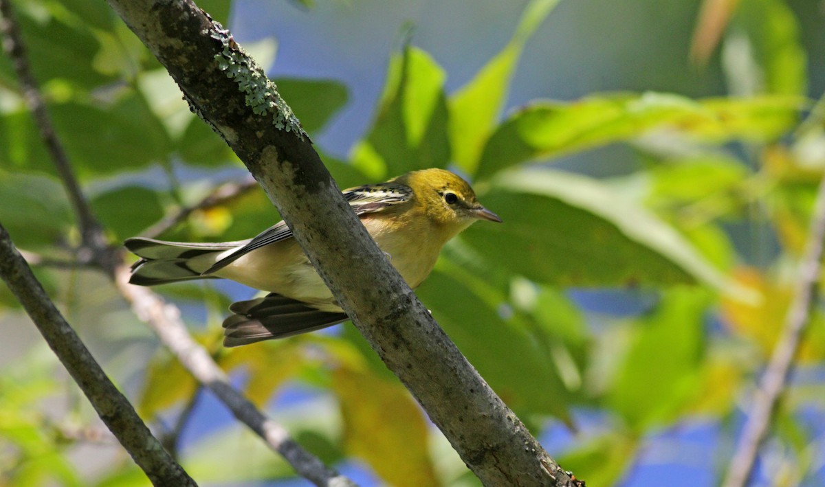 Bay-breasted Warbler - ML41321991