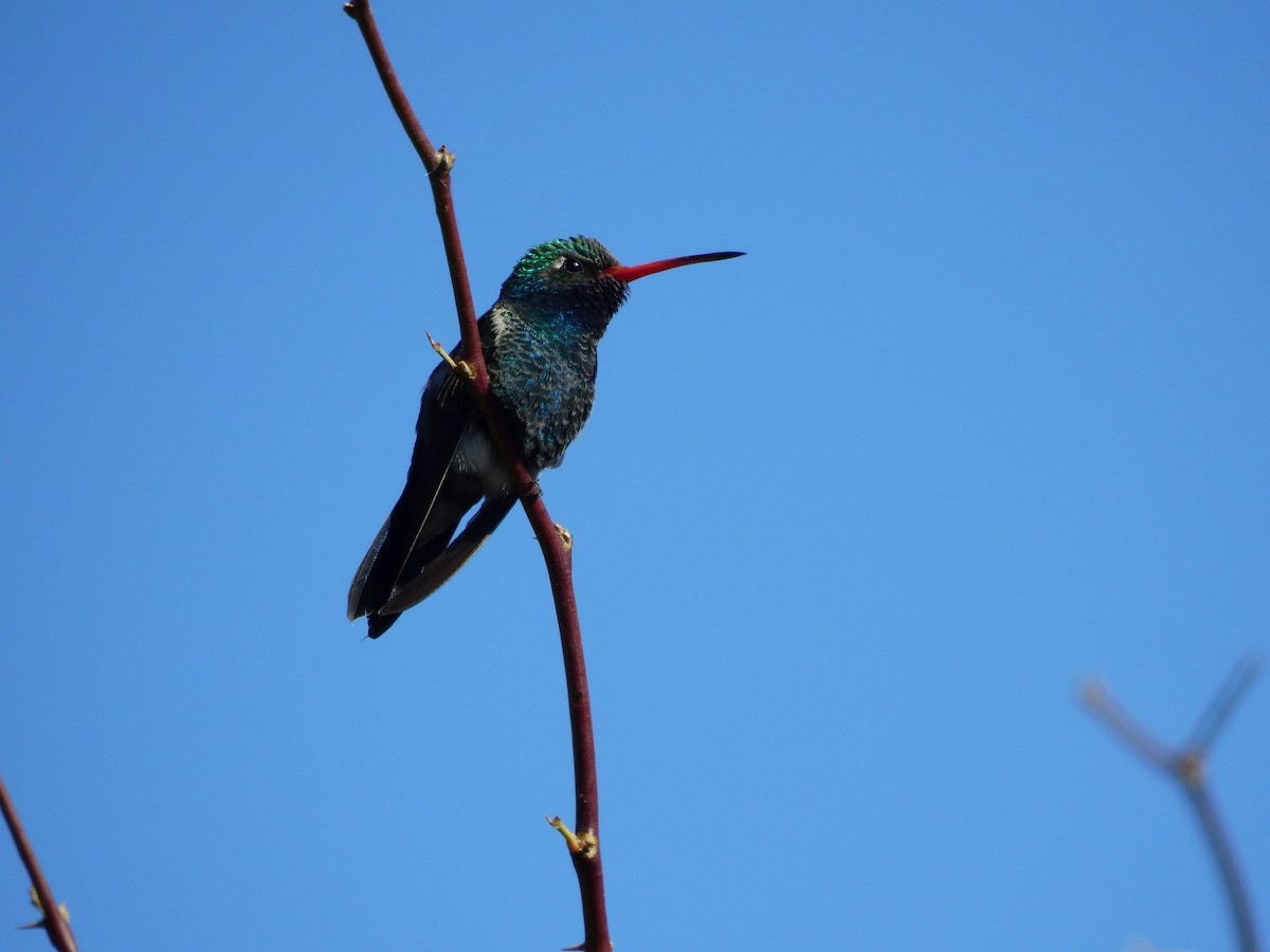 Broad-billed Hummingbird - Jeff and Allison Gross
