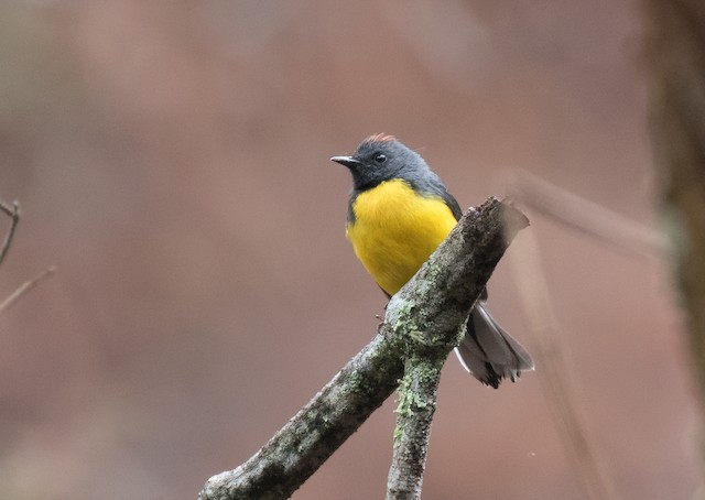 Ventral view (subspecies <em class="SciName notranslate">ballux</em>). - Slate-throated Redstart - 
