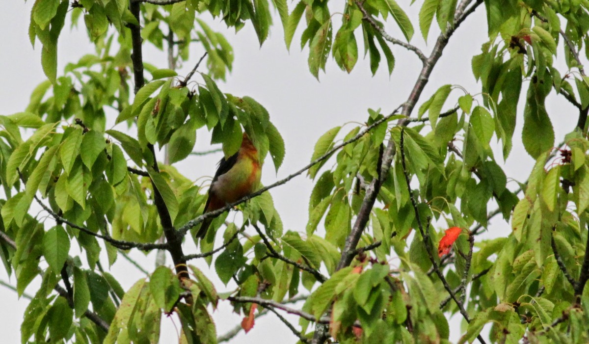 Scarlet Tanager - ML41322411