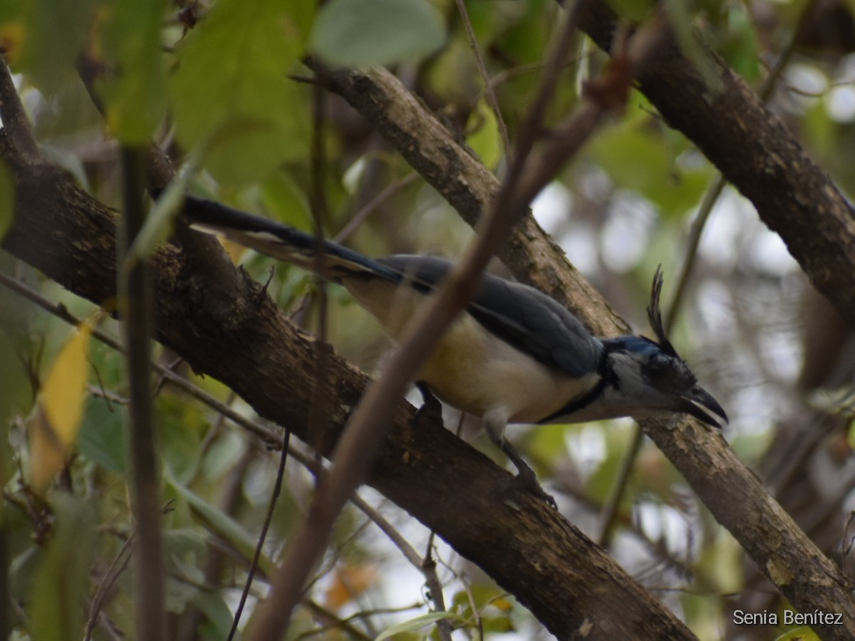 White-throated Magpie-Jay - ML413224331