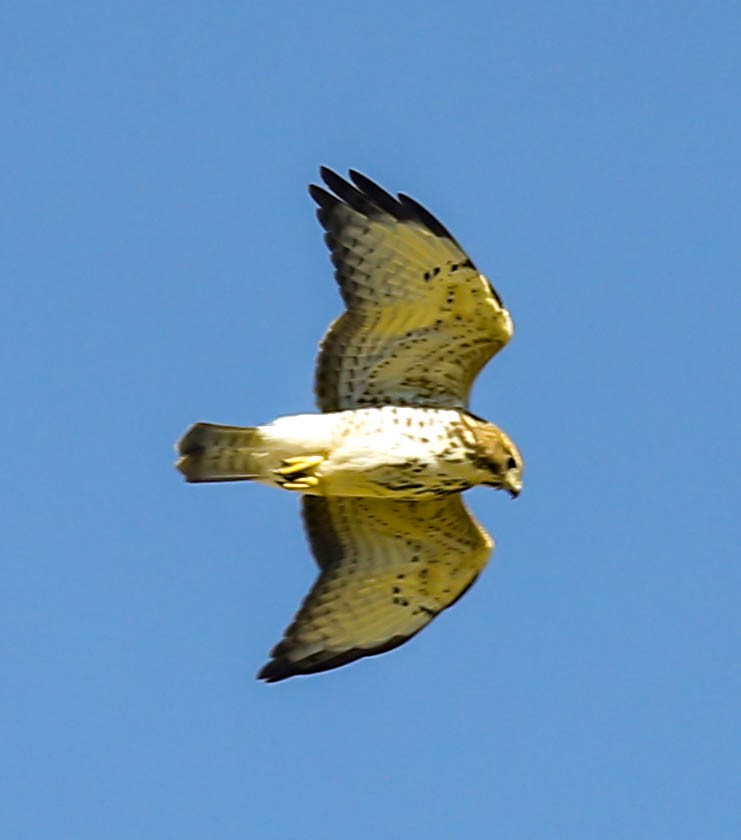 Broad-winged Hawk - ML41322561