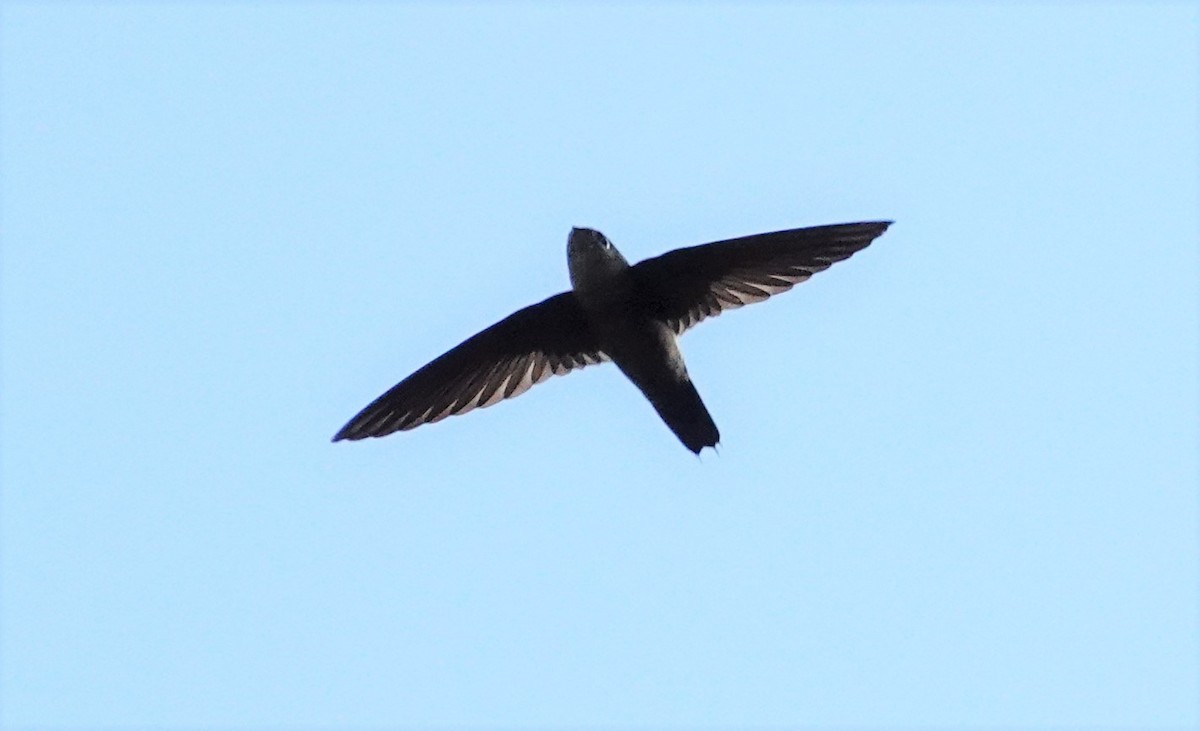 Band-rumped Swift - Paul Prior