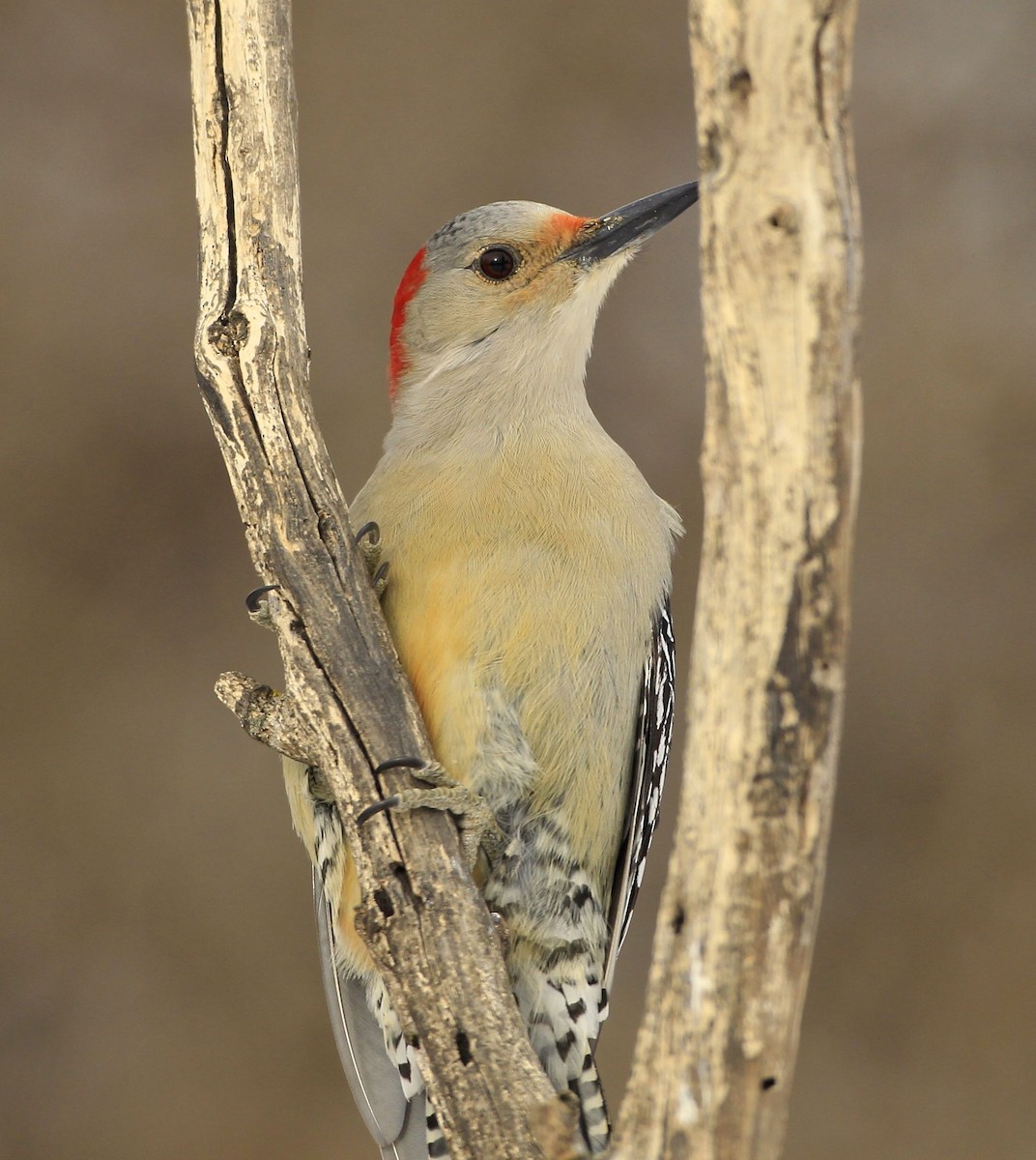 Red-bellied Woodpecker - ML413228611