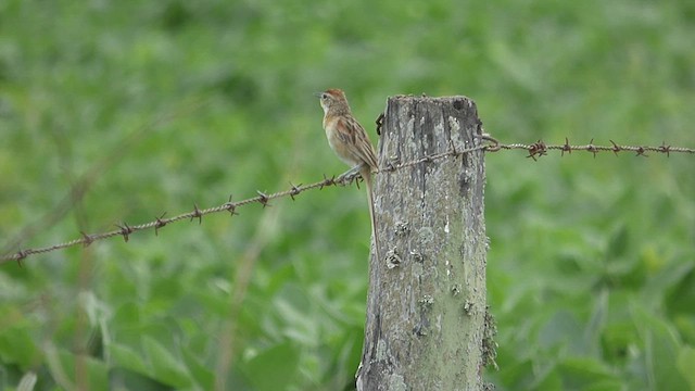 Chotoy Spinetail - ML413231561