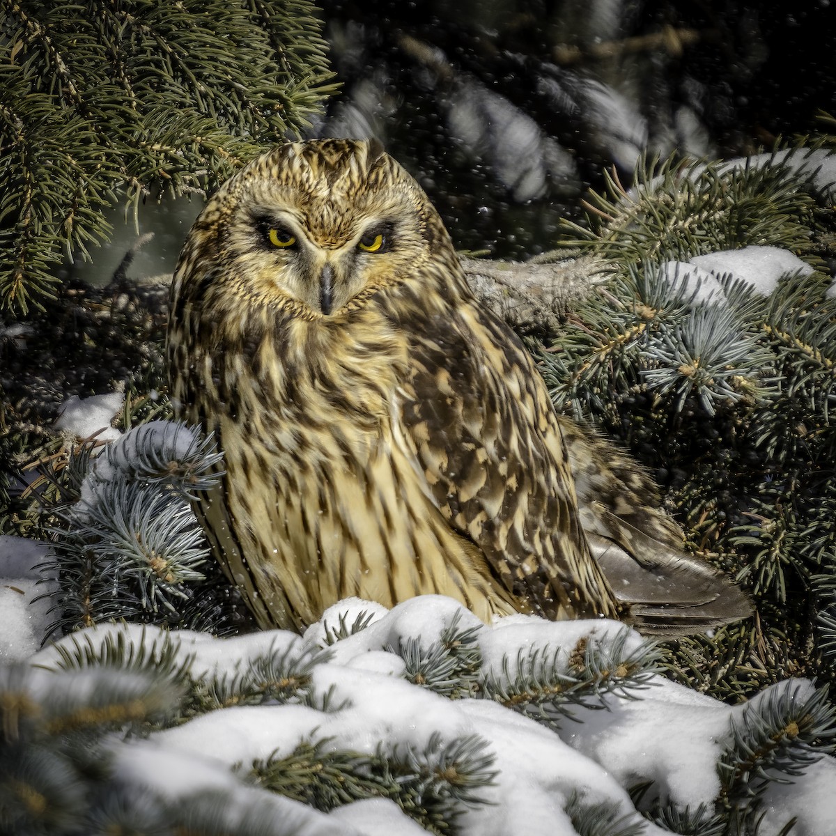 Short-eared Owl - Julie Blondeau 🪶