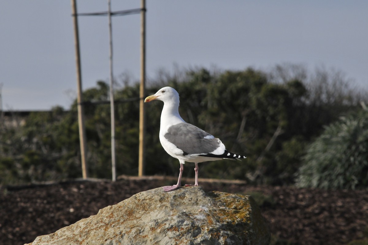 Western Gull - John Doty