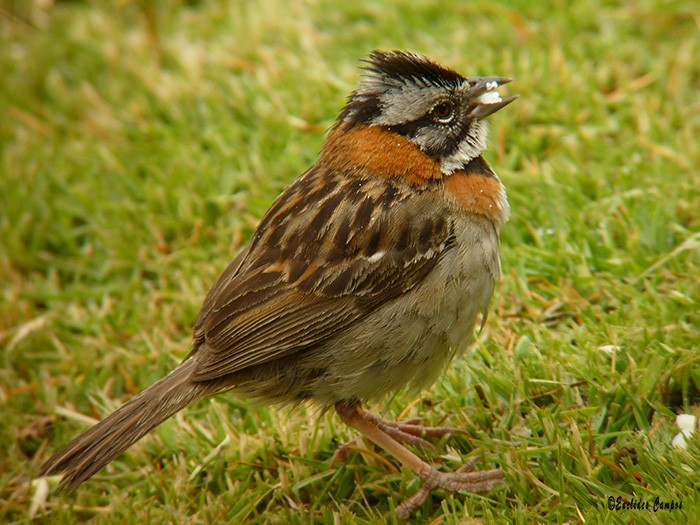 Rufous-collared Sparrow - ML41324101