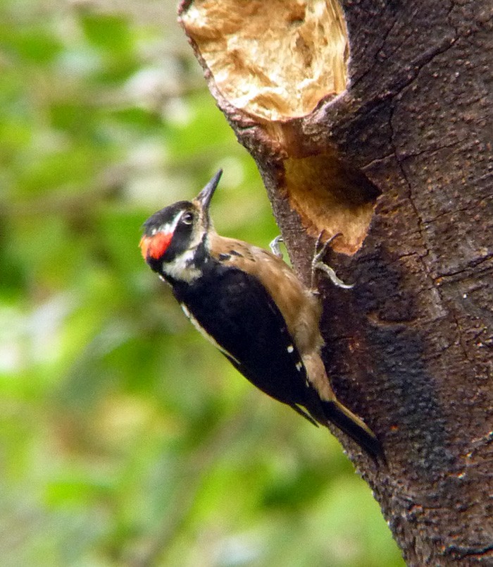 Hairy Woodpecker - Euclides "Kilo" Campos
