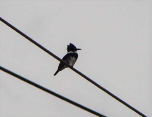 Belted Kingfisher - ML413245171